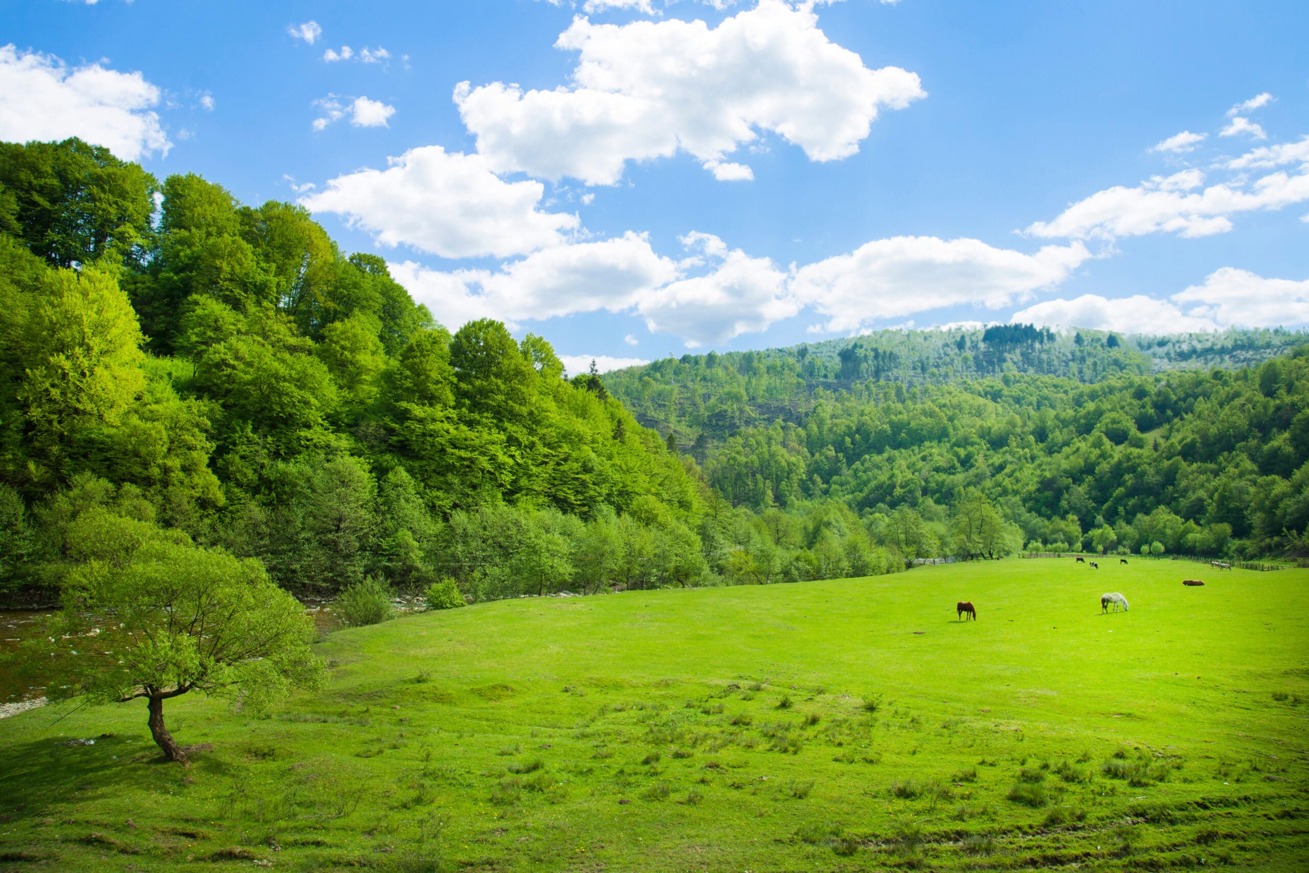 Four farmers in a lush field observing a drone spraying crops, using digital devices to analyze agricultural data.