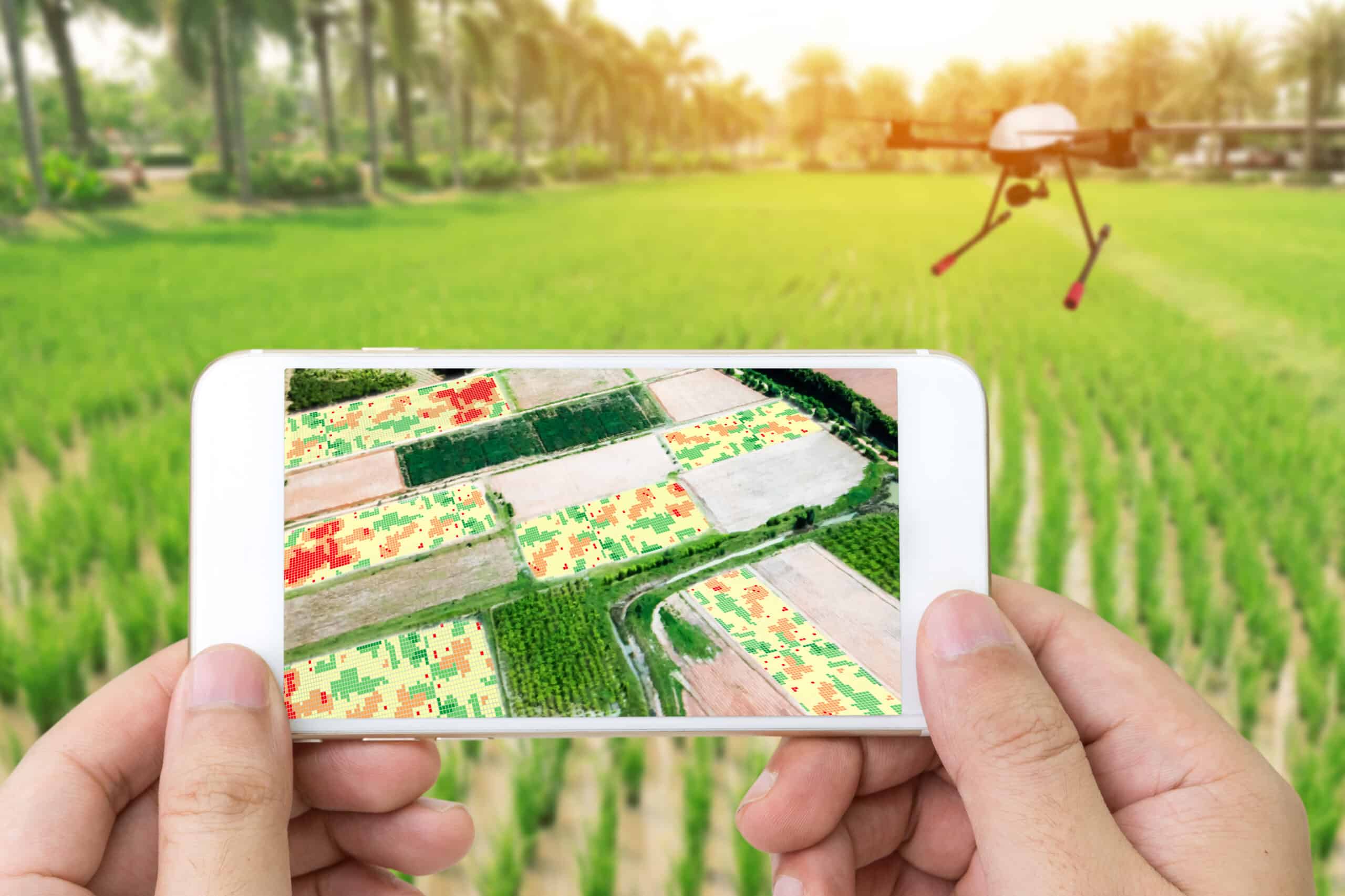 Four farmers in a lush field observing a drone spraying crops, using digital devices to analyze agricultural data.