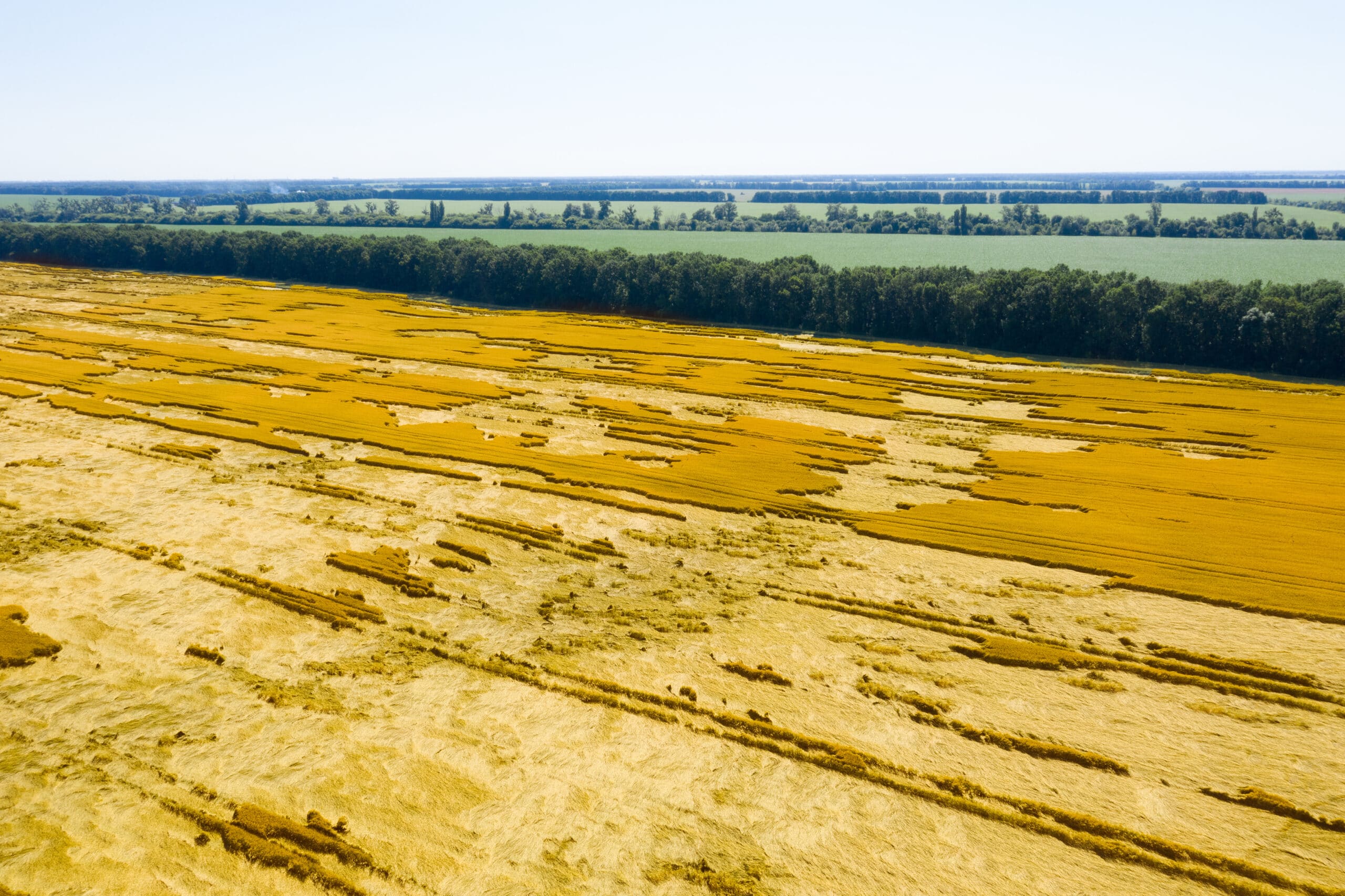 Four farmers in a lush field observing a drone spraying crops, using digital devices to analyze agricultural data.