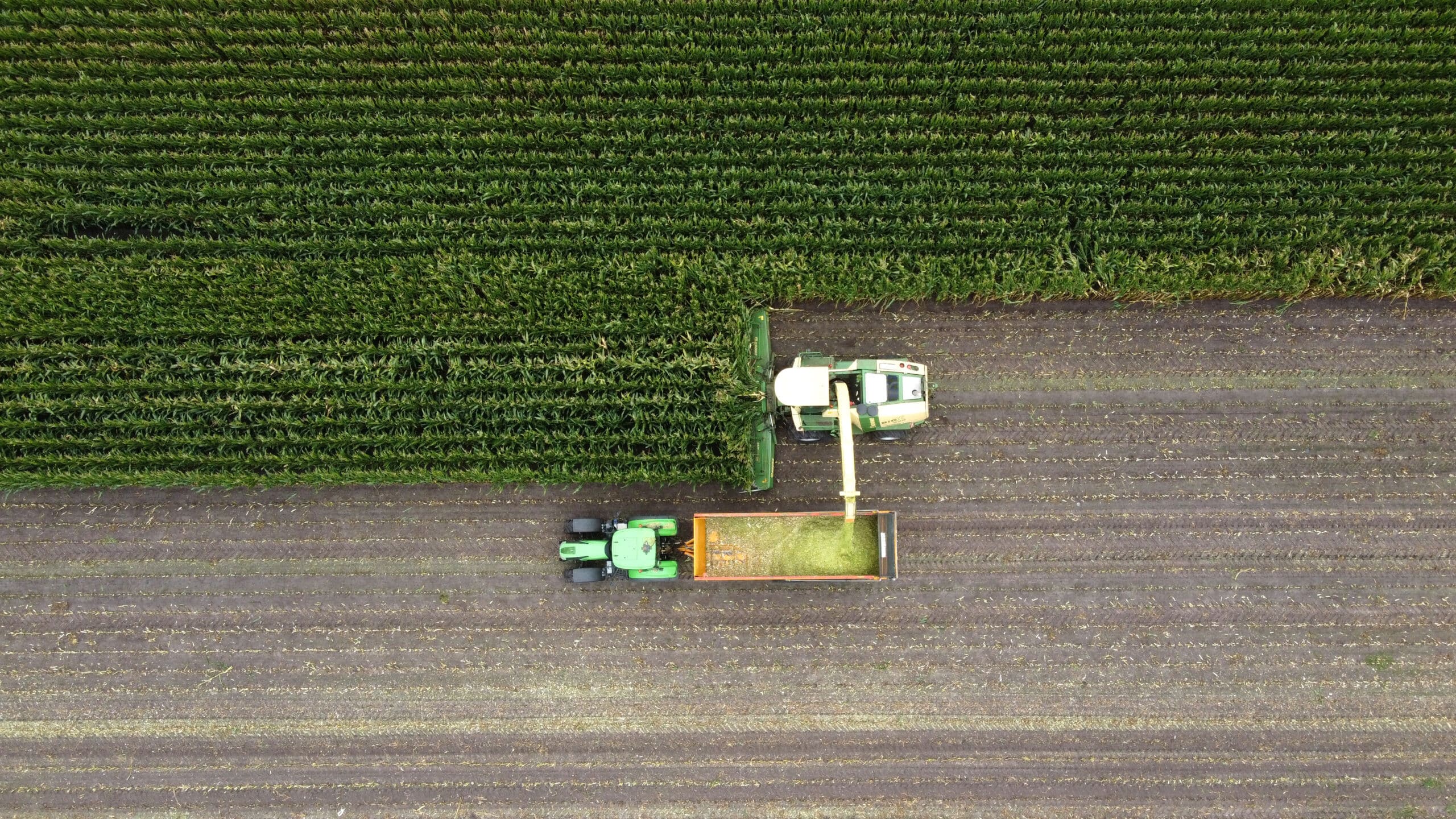 Four farmers in a lush field observing a drone spraying crops, using digital devices to analyze agricultural data.