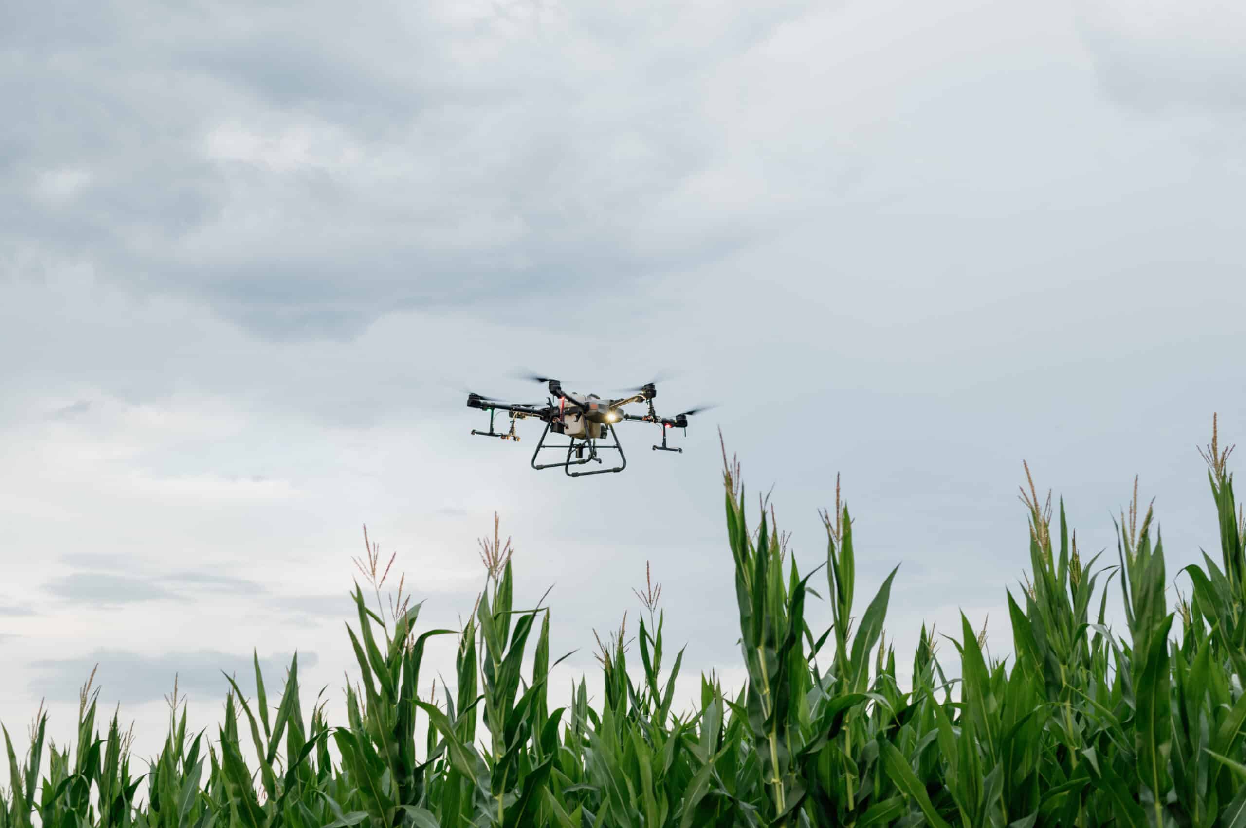 Four farmers in a lush field observing a drone spraying crops, using digital devices to analyze agricultural data.