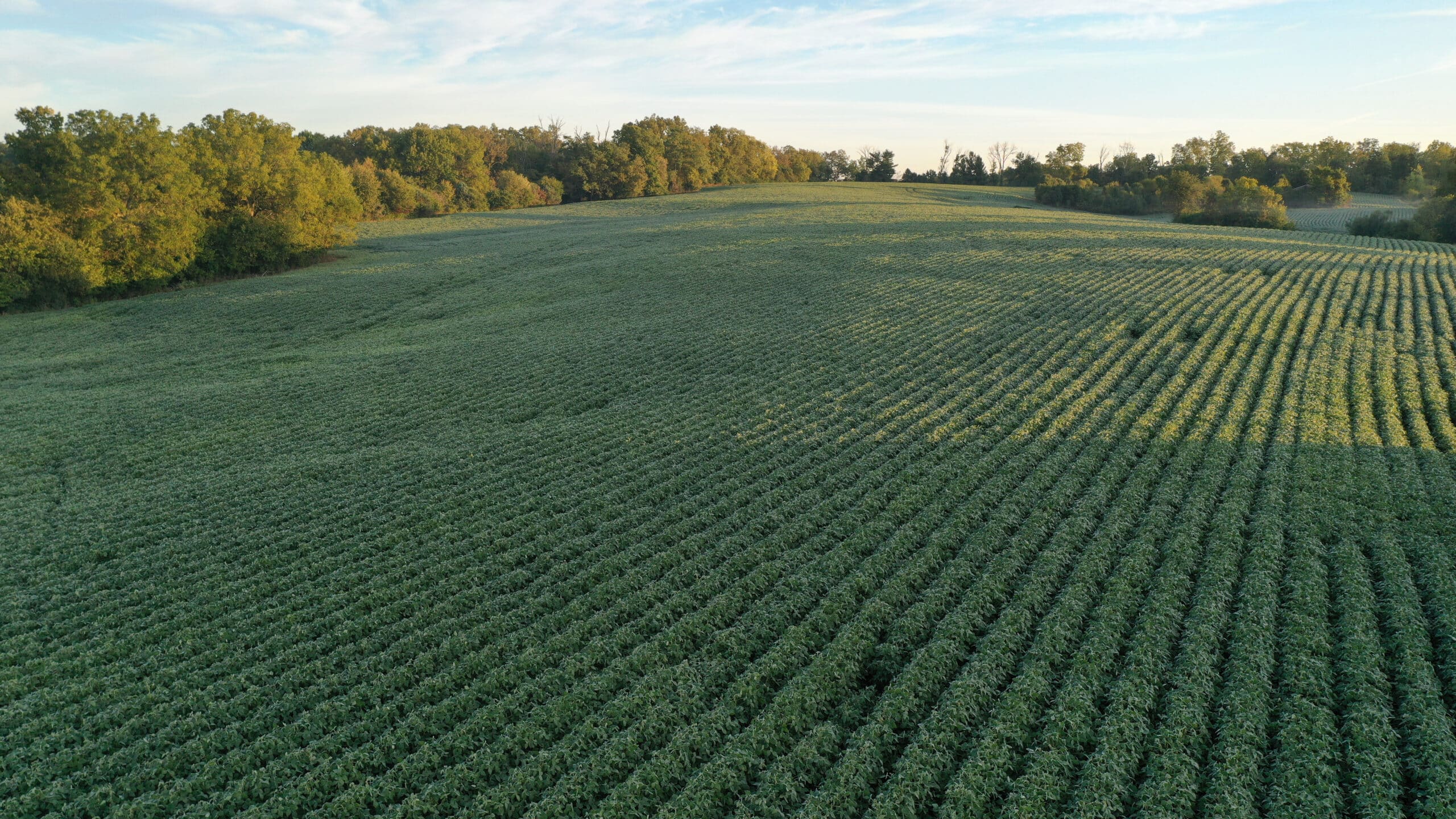 Four farmers in a lush field observing a drone spraying crops, using digital devices to analyze agricultural data.
